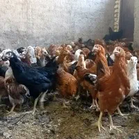* فروش مرغ گلپایگانی اصل نژاد تخمگذار / تخفیف ویژه|حیوانات مزرعه|کاشان, خرمدشت|دیوار