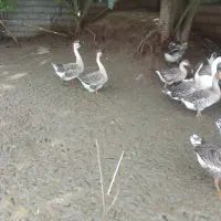 قوغاز آفریقایی قوغ محلی دورگه و غاز محلی قوغازسفید