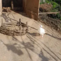 کبوتر|پرنده|ماسال, |دیوار