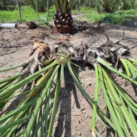 پاجوش نخل برحی