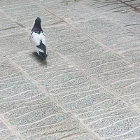 کفتر ماده سرته سیاه