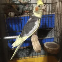 پرنده زینتی عروس