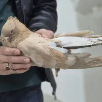 ماده زرد کاکلی نشک سفید چشم سفید میبد