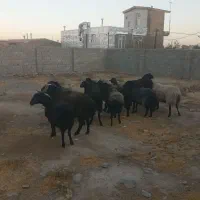 میش شیشک قوچ بره|حیوانات مزرعه|زالیان, |دیوار