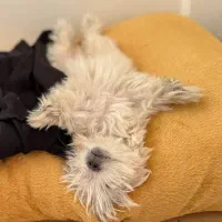 نگهداری و پیاده روی روزانه سگ در غرب