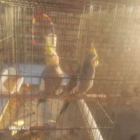 یک جفت عروس هلندی نیمه اهلی|پرنده|مرند, |دیوار