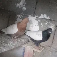 سینه سیاه وسینه زرد|پرنده|گلباف, |دیوار