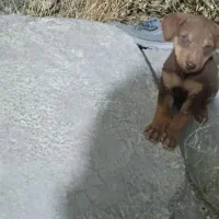 واگذاری توله دوبرمن اصیل با شجره و رگ خونی بالا