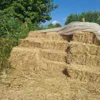 کاه و سرچینا فروشی