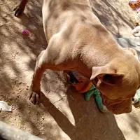 واگذاری سگ پیت بول