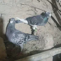کبوتر|پرنده|زابل, |دیوار