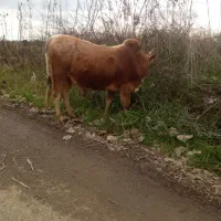 گاو نرچالوسی|حیوانات مزرعه|رشت, پسیخان|دیوار