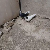 سلام ی حفت سیاه پوش نروماده.|پرنده|قزوین, |دیوار