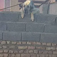 ماده شین اوج اصالت زیبایی ی ماده تضمینی