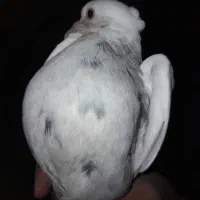 پرنده|پرنده|کنگاور, |دیوار