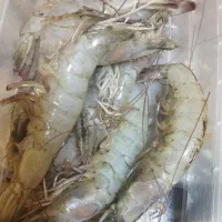 انواع ماهی و میگو جنوب بندرعباس