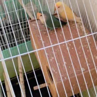 فروش یک جفت طوطی