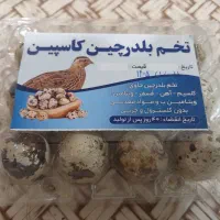 فروش تخم بلدرچین