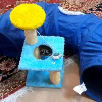اسکرچر ، تونل و ظرف خاک گربه|لوازم جانبی حیوانات|اهواز, امانیه|دیوار