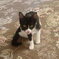 واگذاری گربه