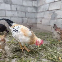 5عدد خروس درجه یک|حیوانات مزرعه|جوانرود, |دیوار