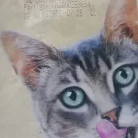 غذا گربه|لوازم جانبی حیوانات|بندرعباس, |دیوار