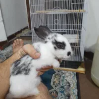 خرگوش سفید و سیاه خوشگل|موش و خرگوش|اهواز, امانیه|دیوار