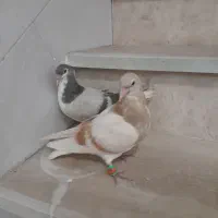 کبوتر|پرنده|اسفراین, |دیوار