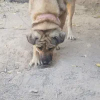 ماده عراقی پژدر اصیل