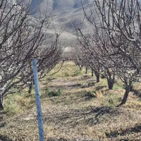 تهران فیروزکوه زمین کشاورزی وباغ|فروش زمین و ملک کلنگی|فیروزکوه, |دیوار