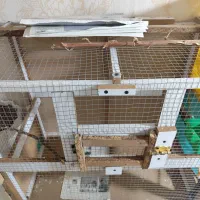 قفس|لوازم جانبی حیوانات|بندرعباس, |دیوار