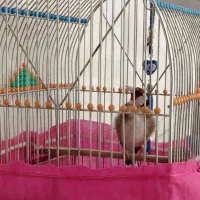 قناری|پرنده|ایلام, |دیوار