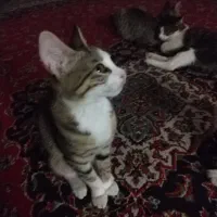 واگذاری گربه|گربه|قائم‌شهر, |دیوار
