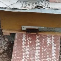 فروش زنبور عسل کارنیکا