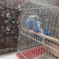 یک جفت مرغ عشق مولد ب همراه جوجشون