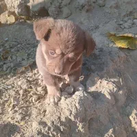 پاکوتاه|سگ|چناران, |دیوار