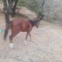 اسب نریون خودیرقه|اسب و تجهیزات اسبسواری|طرقبه, |دیوار