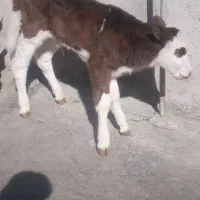 گاو و گوساله دو رگه صحرایی|حیوانات مزرعه|آلاشت, |دیوار