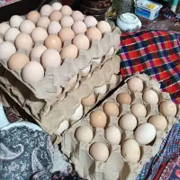 مرغ و خروس محلی و تخم مرغ