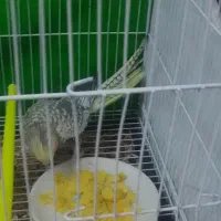 عروس هلندی معاوضه با ماده عروس