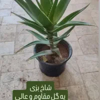 سانسوریا 75|گل و گیاه طبیعی|تربت‌حیدریه, قائم|دیوار