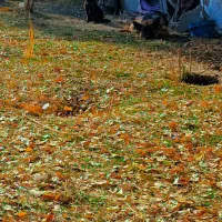 ماده ژرمن فروشی فوری قیمت چهار رو نیم|سگ|خلخال, |دیوار