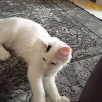 واگذاری گربه 4ماه سلامت مهربان