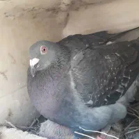 پلاکی اصل|پرنده|لردگان, |دیوار