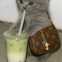 گربه بلو بریتیش