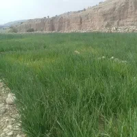 فروش تیم پیازوترپیاز|خوردنی و آشامیدنی|دهدشت, |دیوار