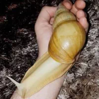 ۴ عدد حلزون بالغ