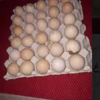 تخم مرغ تک زرده و دو زرده مرغ مادر و محلی