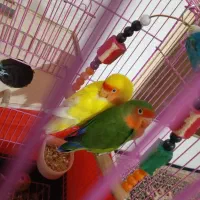 طولی برزیلی جفت