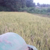 خدمات درو برنج.کمباین برنج